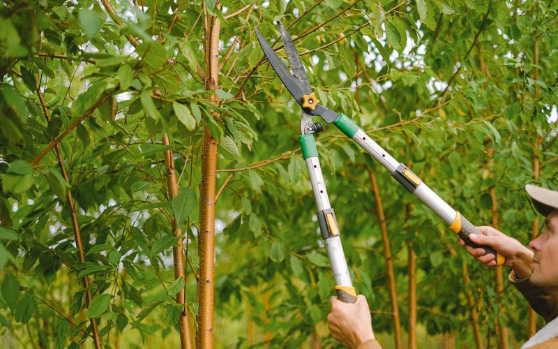 Tree trimming in Princeton, IA