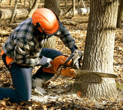 Tree Removal in Princeton, IA